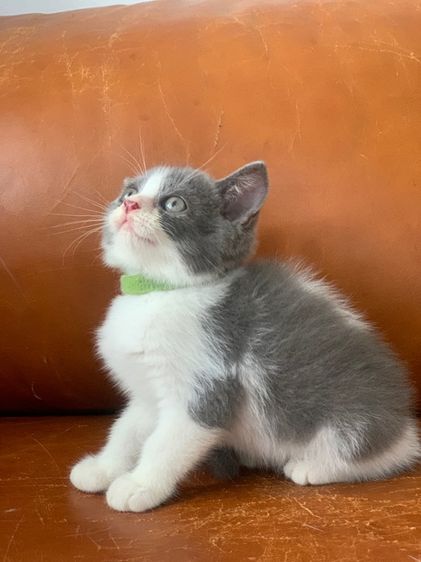 สก็อตติช ขนสั้น ( สายพันธุ์แท้ ) รูปที่ 3