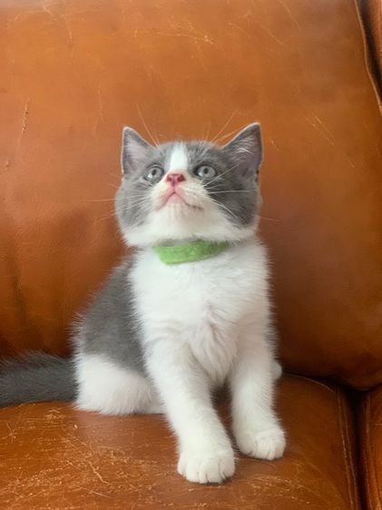 สก็อตติช โฟลด์ (Scottish Fold) สก็อตติช ขนสั้น ( สายพันธุ์แท้ )