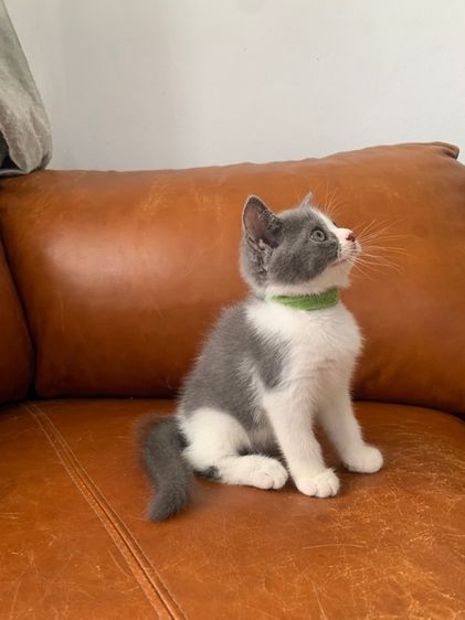 สก็อตติช ขนสั้น ( สายพันธุ์แท้ ) รูปที่ 6