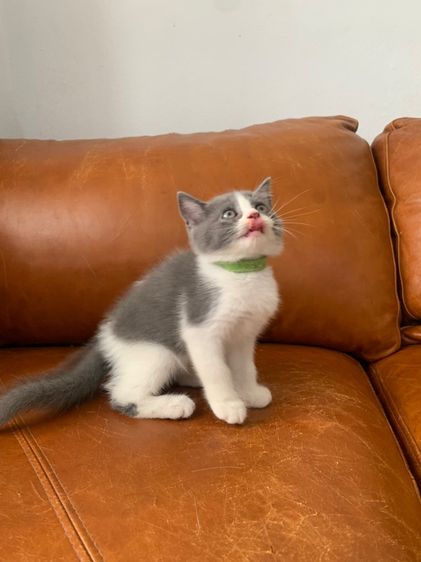 สก็อตติช ขนสั้น ( สายพันธุ์แท้ ) รูปที่ 5