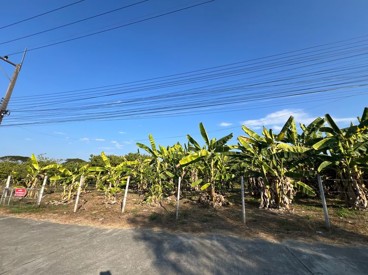 ขายที่ดิน รูปที่ 2