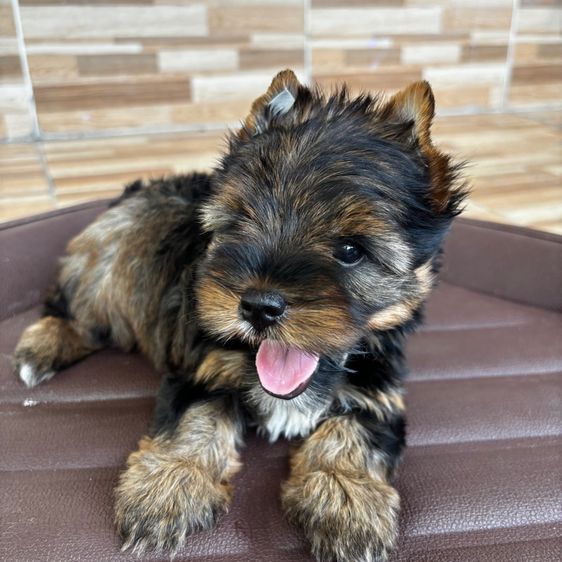 น้องยอร์คเชียร์ เทอร์เรีย รูปที่ 4