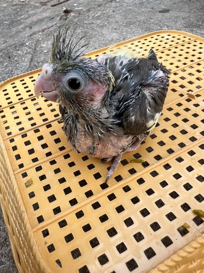 ลูกป้อนนกแก้วค๊อกคาเทล รูปที่ 6