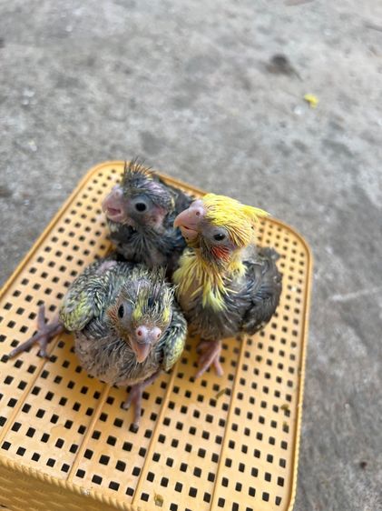 ลูกป้อนนกแก้วค๊อกคาเทล รูปที่ 4