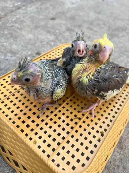 ลูกป้อนนกแก้วค๊อกคาเทล รูปที่ 3