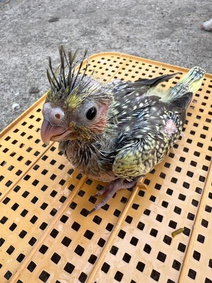 ลูกป้อนนกแก้วค๊อกคาเทล รูปที่ 7