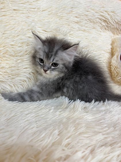 แมวเปอเซีย  รูปที่ 8