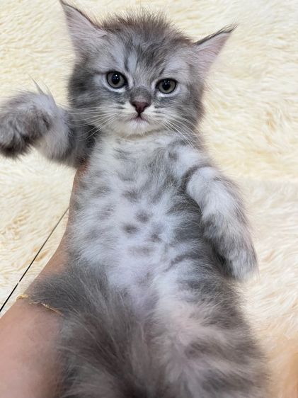 แมวเปอเซีย  รูปที่ 6