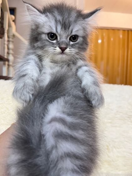 แมวเปอเซีย  รูปที่ 7