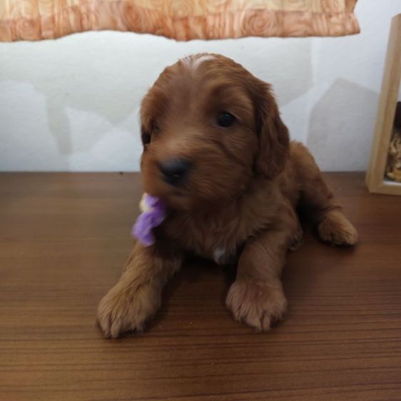 แม่พุดเดิ้ลทอยสีน้ำตาล พ่อค็อกเกอร์สีน้ำตาล เมีย2 ผู้2 รูปที่ 5