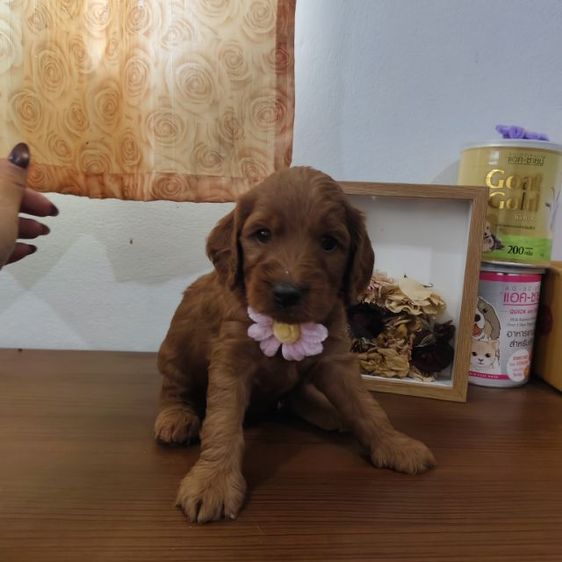 แม่พุดเดิ้ลทอยสีน้ำตาล พ่อค็อกเกอร์สีน้ำตาล เมีย2 ผู้2 รูปที่ 7