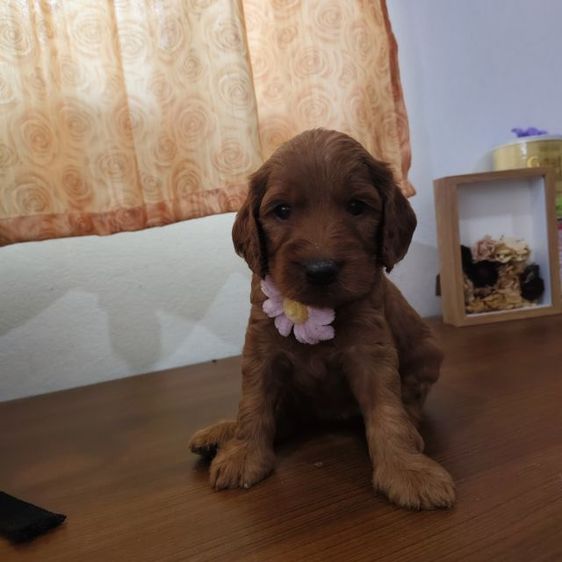 แม่พุดเดิ้ลทอยสีน้ำตาล พ่อค็อกเกอร์สีน้ำตาล เมีย2 ผู้2 รูปที่ 10