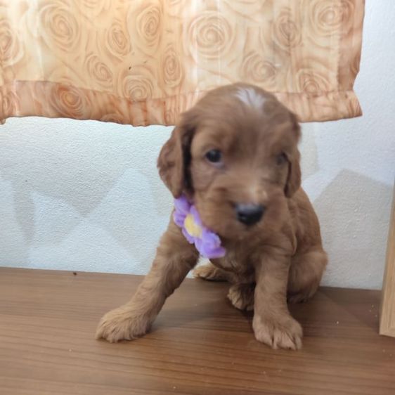 แม่พุดเดิ้ลทอยสีน้ำตาล พ่อค็อกเกอร์สีน้ำตาล เมีย2 ผู้2 รูปที่ 8