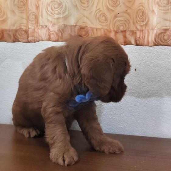 แม่พุดเดิ้ลทอยสีน้ำตาล พ่อค็อกเกอร์สีน้ำตาล เมีย2 ผู้2 รูปที่ 14