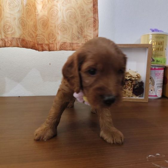 แม่พุดเดิ้ลทอยสีน้ำตาล พ่อค็อกเกอร์สีน้ำตาล เมีย2 ผู้2 รูปที่ 12