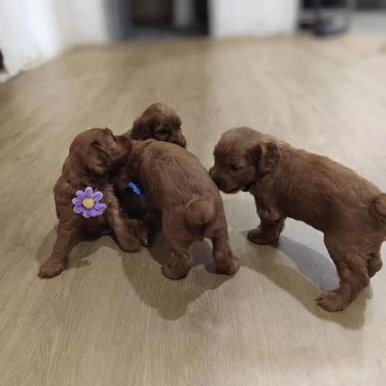 แม่พุดเดิ้ลทอยสีน้ำตาล พ่อค็อกเกอร์สีน้ำตาล เมีย2 ผู้2 รูปที่ 17