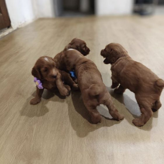 แม่พุดเดิ้ลทอยสีน้ำตาล พ่อค็อกเกอร์สีน้ำตาล เมีย2 ผู้2 รูปที่ 16