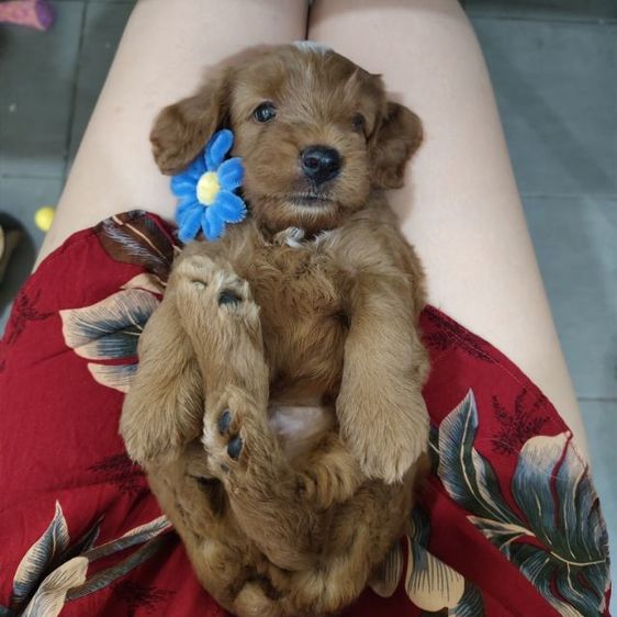 แม่พุดเดิ้ลทอยสีน้ำตาล พ่อค็อกเกอร์สีน้ำตาล เมีย2 ผู้2 รูปที่ 11