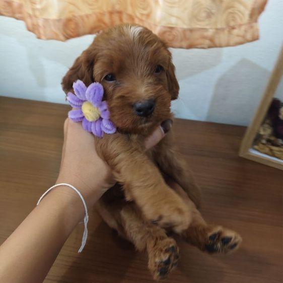 แม่พุดเดิ้ลทอยสีน้ำตาล พ่อค็อกเกอร์สีน้ำตาล เมีย2 ผู้2 รูปที่ 6