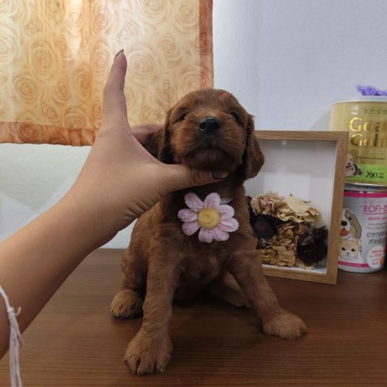 แม่พุดเดิ้ลทอยสีน้ำตาล พ่อค็อกเกอร์สีน้ำตาล เมีย2 ผู้2 รูปที่ 9