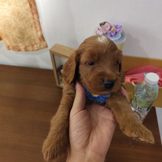 แม่พุดเดิ้ลทอยสีน้ำตาล พ่อค็อกเกอร์สีน้ำตาล เมีย2 ผู้2 รูปที่ 13