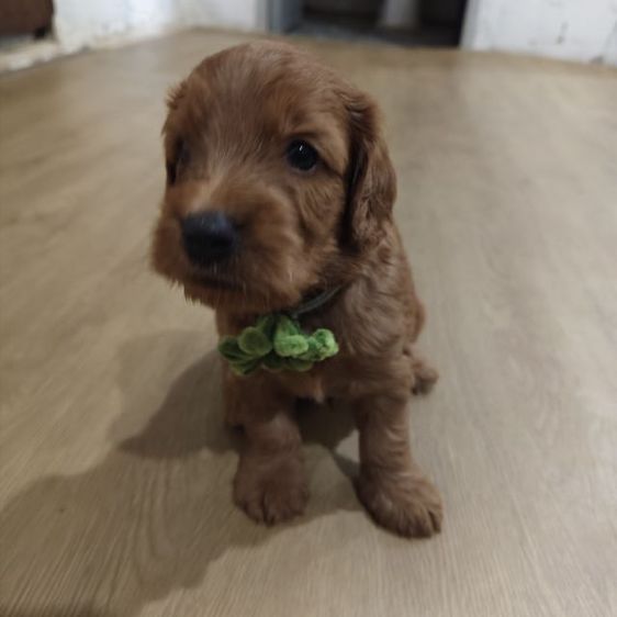 แม่พุดเดิ้ลทอยสีน้ำตาล พ่อค็อกเกอร์สีน้ำตาล เมีย2 ผู้2 รูปที่ 2