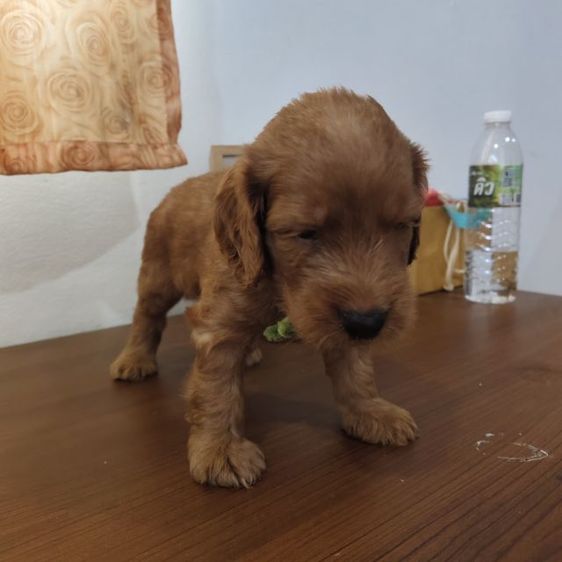 แม่พุดเดิ้ลทอยสีน้ำตาล พ่อค็อกเกอร์สีน้ำตาล เมีย2 ผู้2 รูปที่ 4