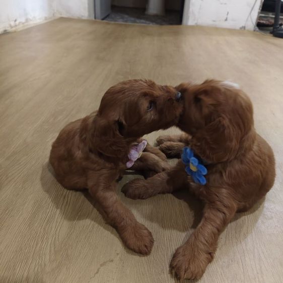 แม่พุดเดิ้ลทอยสีน้ำตาล พ่อค็อกเกอร์สีน้ำตาล เมีย2 ผู้2 รูปที่ 18