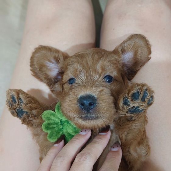 แม่พุดเดิ้ลทอยสีน้ำตาล พ่อค็อกเกอร์สีน้ำตาล เมีย2 ผู้2 รูปที่ 3