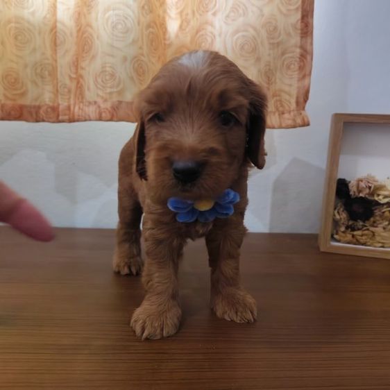 แม่พุดเดิ้ลทอยสีน้ำตาล พ่อค็อกเกอร์สีน้ำตาล เมีย2 ผู้2 รูปที่ 15