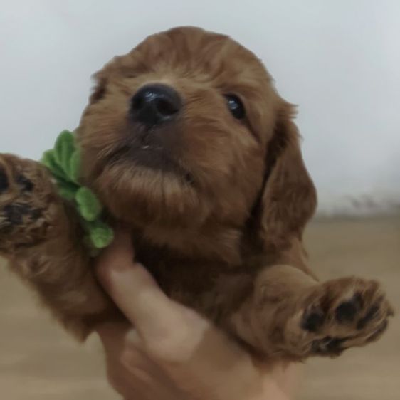 แม่พุดเดิ้ลทอยสีน้ำตาล พ่อค็อกเกอร์สีน้ำตาล เมีย2 ผู้2