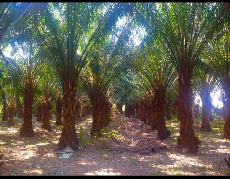 ขายที่ดิน 11 ไร่ สวนปาล์ม ทำเลดี ใกล้ชุมชนกุดจับ อุดรธานี รูปที่ 2