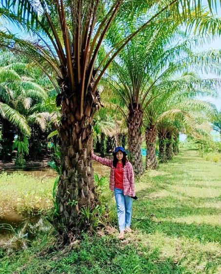 ขายที่ดิน 11 ไร่ สวนปาล์ม ทำเลดี ใกล้ชุมชนกุดจับ อุดรธานี