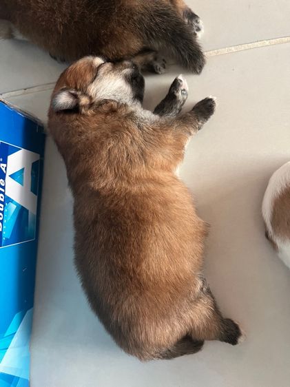 ปอมแท้ รูปที่ 3