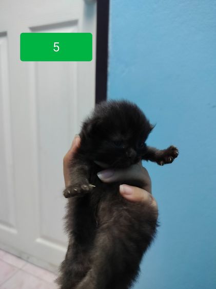 แมวเปอร์เซีย รูปที่ 5