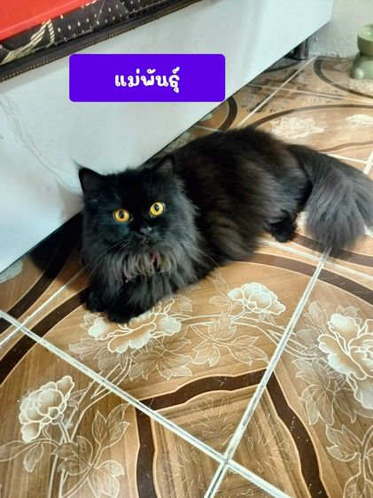 แมวเปอร์เซีย รูปที่ 7