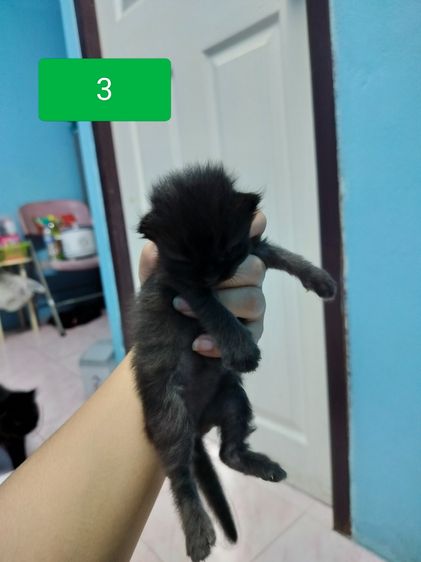 แมวเปอร์เซีย รูปที่ 3