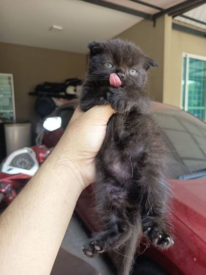 สก้อตติช ราคาเบาๆ คับผม รูปที่ 2