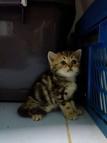 สก้อตติช ราคาเบาๆ คับผม รูปที่ 3