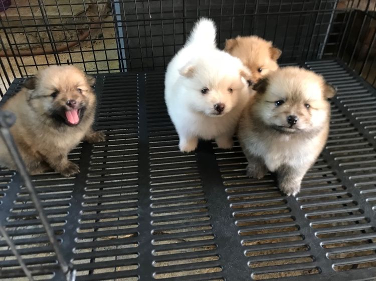 ปอมเมอเรเนียน (Pomeranian) เล็ก ปอมเมอเรเนียน