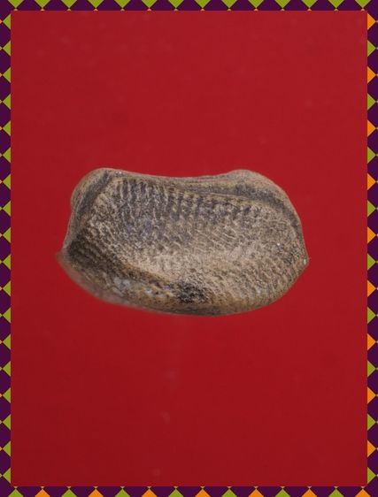 a17-a18.พระรอด-พระซุ้มกอ องค์ๆละ 429 บ. พร้อมส่ง EMS ค่ะ รูปที่ 6