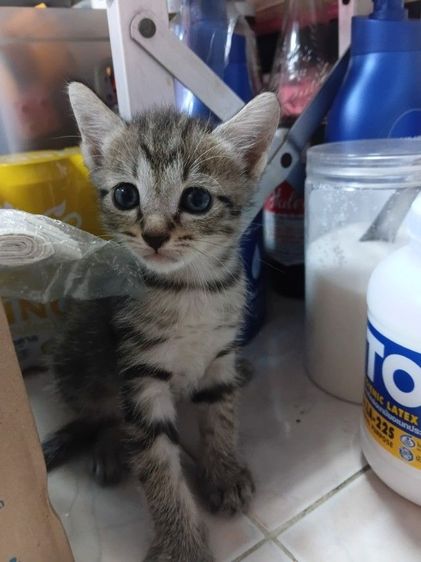 แมวผสมเปอร์เซีย-ไทย รูปที่ 2