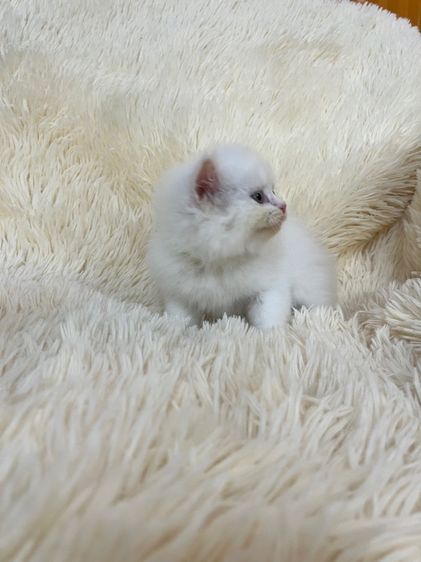 แมวเปอร์เซียสีขาว รูปที่ 9