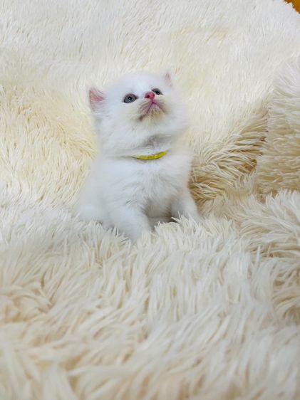 แมวเปอร์เซียสีขาว รูปที่ 3