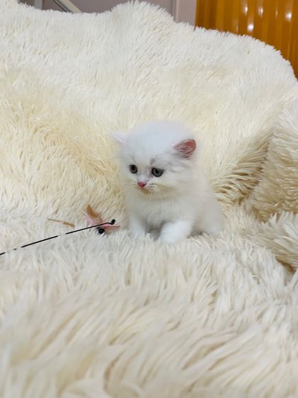 แมวเปอร์เซียสีขาว รูปที่ 7