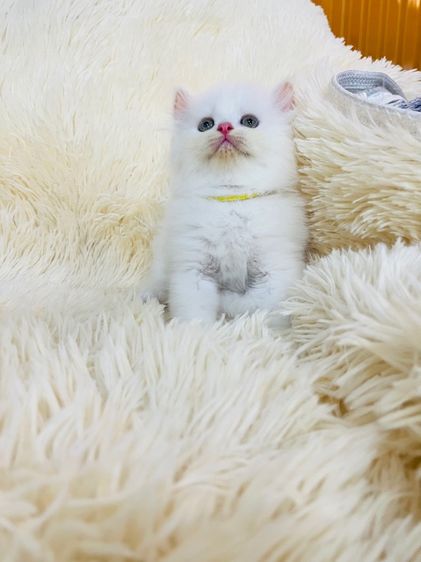 แมวเปอร์เซียสีขาว รูปที่ 2