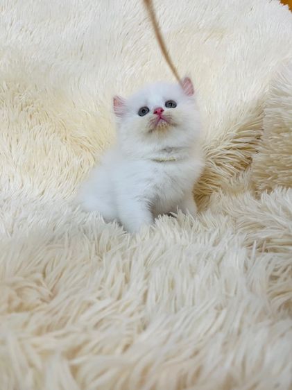 แมวเปอร์เซียสีขาว รูปที่ 4