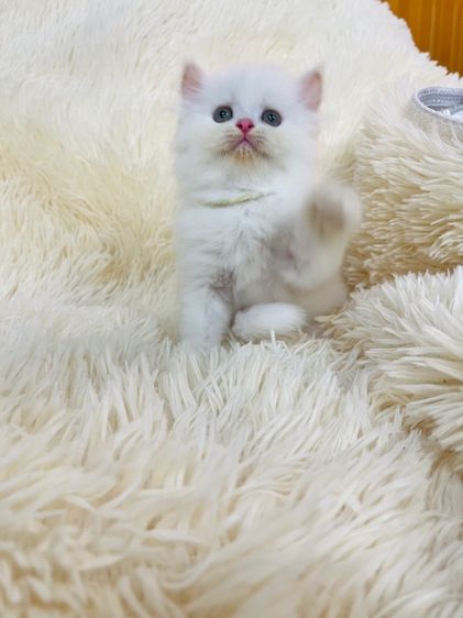 แมวเปอร์เซียสีขาว รูปที่ 5