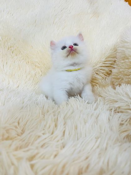 แมวเปอร์เซียสีขาว รูปที่ 6
