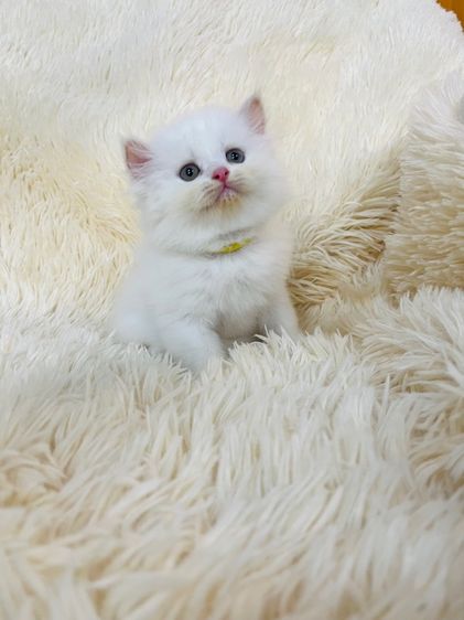 แมวเปอร์เซียสีขาว